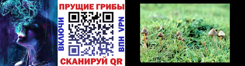 Галлюциногенные грибы мицелий Пермь